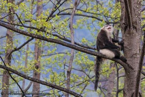 Yunnan Snub Nosed Monkey A Success Story Fabio Nodari