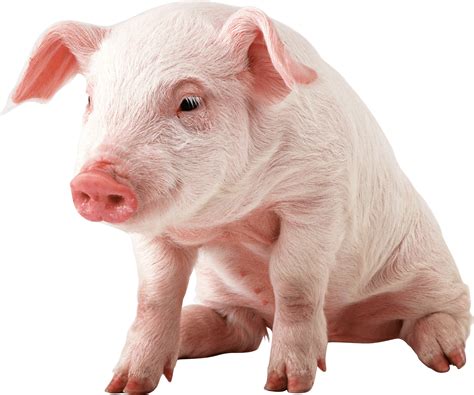 Pigs Clipart Baby Pig Pigs Baby Pig Transparent Free For Download On