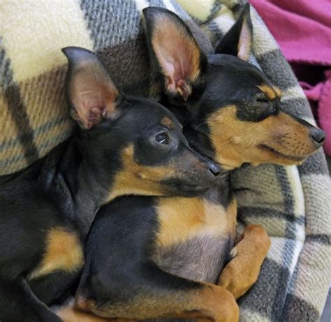 Mirka And Tara Miniature Pinscher Dog Cute Dogs Cute Animals
