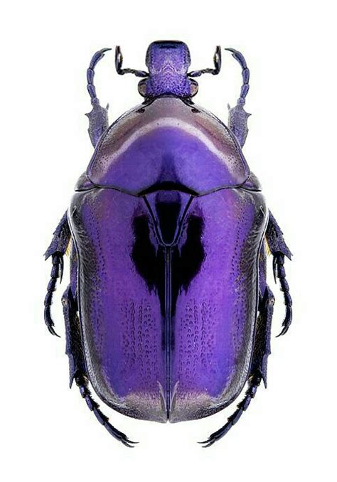 Pin By Laura On The Colour Purple Beetle Insect Beautiful Bugs