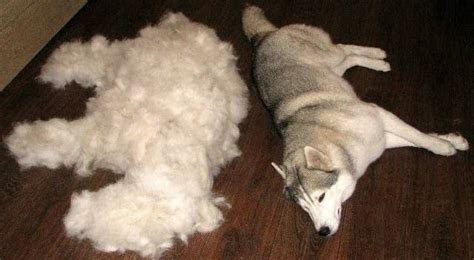 While shedding in cats is normal…excessive shedding is not. Fed Up with Excessive Summer Shedding? Try Adding This ...