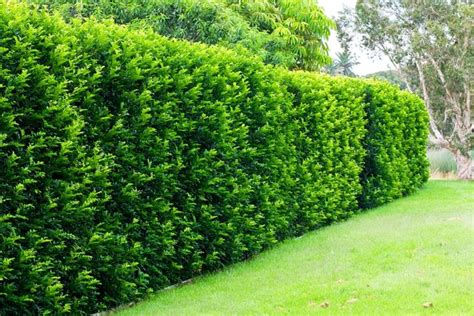 5) gelsomino rampicante, utilizzato per siepi da giardino fiorite, atte a preservare la privacy delle dimore, o a rivestire muretti e cancellate. Siepi da giardino sempreverdi - Siepi - Sempreverdi per siepi