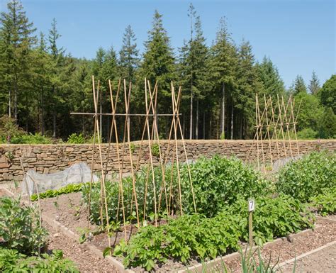 How To Grow A Big Crop Of Runner Beans The English Garden