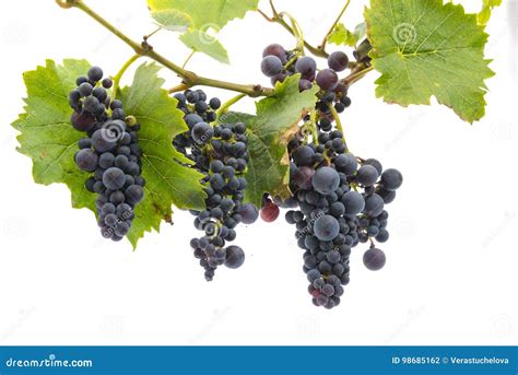 Red Grapes On A Branch Stock Photo Image Of Fruit Ripe 98685162