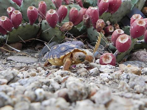 Baby Sonoran Desert Tortoise