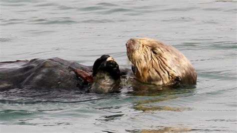 sea otters have been using tools for millions of years — nova next pbs