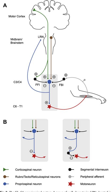 The Role Of Propriospinal Interneurons In Recovery From Spinal Cord