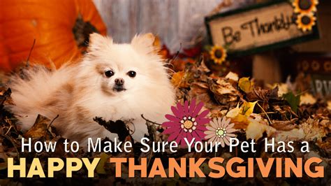 How To Make Sure Your Pet Has A Happy Thanksgiving