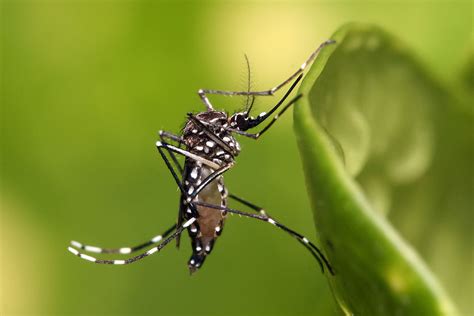 Yellow Fever Mosquito Found In Tulare County The Sun Gazette Newspaper