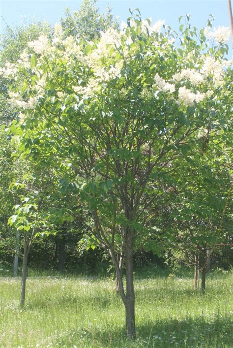 Lilac Japanese Tree Birchfield Nurseries