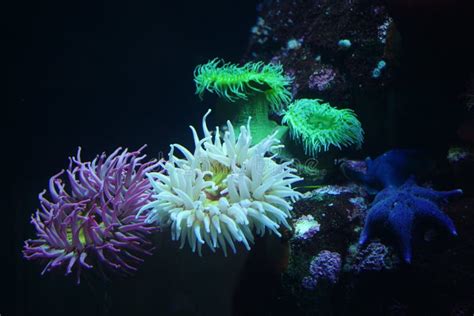 Sea Anemones Colorful Varieties Stock Image Image Of Salt
