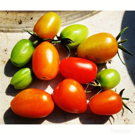 Includes varieties red ponderosa and coustralee. Juliet Tomatoes #juliettomatoes #tomatoes #tomato #tomatoplant #gardening #growwhatyoueat # ...
