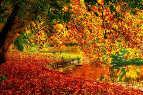 Rzeka Drzewa Liście Jesień