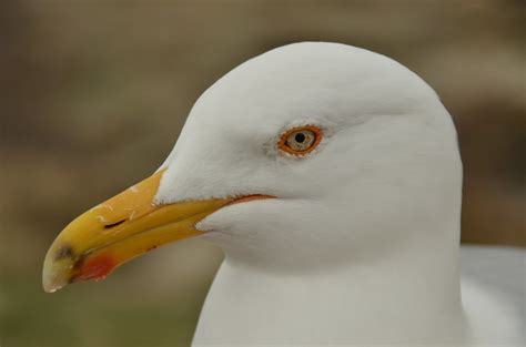 картинки птица крыло белый морские птицы Дикая природа Чайка