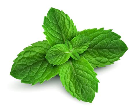 Peppermint Did You Know Lens Oils