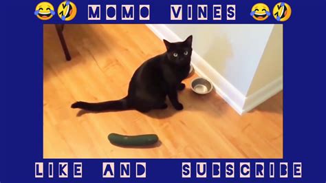 Try Not To Laugh Cat Vs Cucumber Youtube