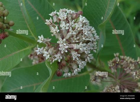 Purple Milkweed Hi Res Stock Photography And Images Alamy