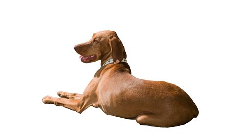 Dog Isolated On White Free Stock Photo Public Domain Pictures