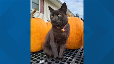 Greenhouse cat killed by trespasser | wnep.com