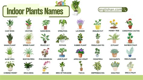 Common Indoor Plants Names With Pictures Englishan