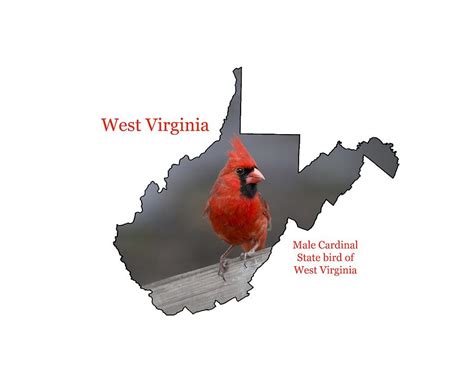 State Bird Of West Virginia Photograph By Daniel Friend Fine Art America