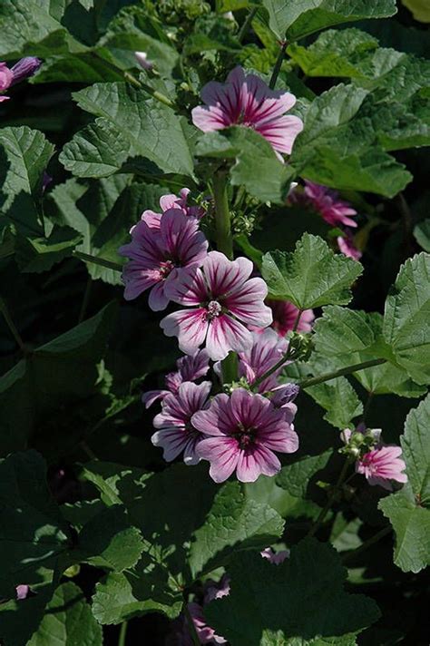 Hollyhocks have big round leaves which are quite ornamental in spring, and the flowers develop in summer and autumn. Pin on Alpine flower seeds...