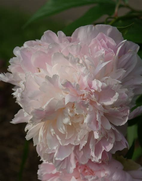 Visit My Garden Herbaceous Peonies