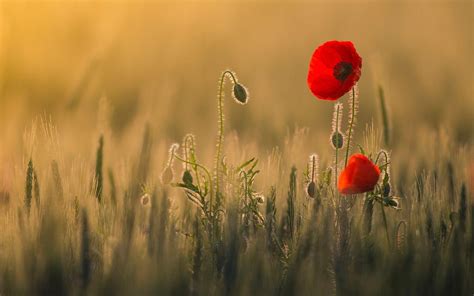 Share More Than Poppy Wallpaper Best In Cdgdbentre
