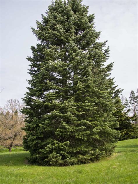 14 Evergreen Trees In Virginia Progardentips