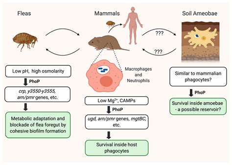 Pathogens Free Full Text The Diverse Roles Of The Global