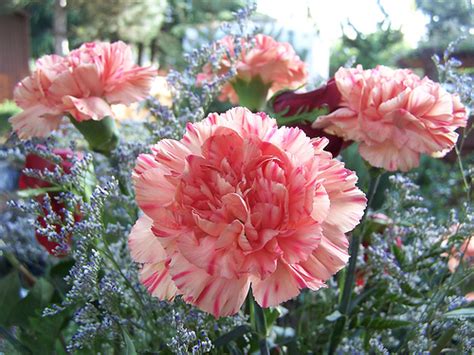 My flower fresh flowers spring flowers flower art beautiful flowers dahlia flowers ikebana plants are friends arte floral. Carnation Flowers - Flowerinfo.org