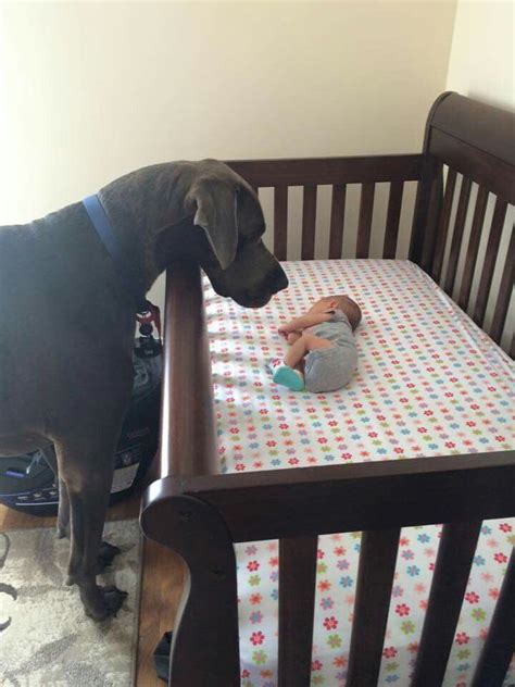 Adorable Great Dane And His 5 Day Old Human Sister Great