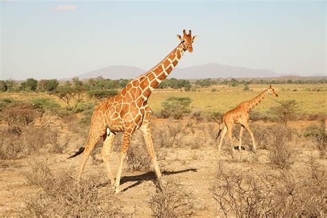 Giraffe Safari Natur Kostenloses Foto Auf Pixabay Pixabay