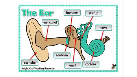 The Human Ear Poster
