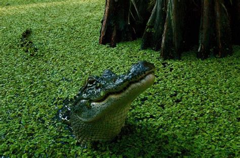 Swamp Gator Attack Walking Tour Swamp Local Tour