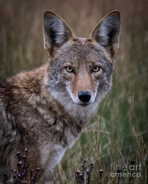 Coyote Portrait 3 Photograph By Webb Canepa Pixels