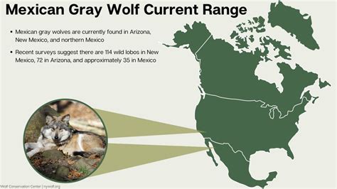 Mexican Grey Wolf Map