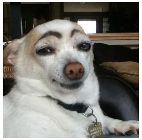 Chihuahua Eyebrows Pets Lovers