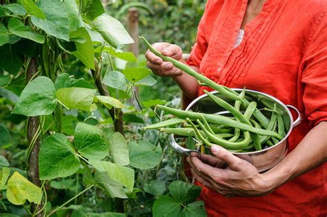 How To Grow Runner Beans Runner Beans Planting Runner Beans Green