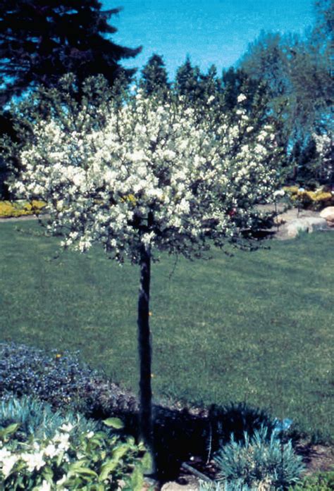 Crabapple Dwarf Lollipop© Crab Apple Cool Plants