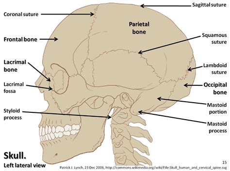 This spinal column provides the main support for your body allowing you to stand upright bend and twist while protecting the spinal. Skull diagram, lateral view with labels part 1 - Axial Ske ...