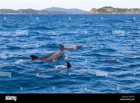 Bay Of Islands Dolphins Stock Photo Alamy
