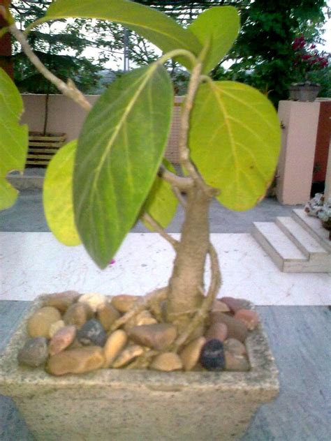 7years Old Bonsai Of Ficus Benghalis Ie Bargad Tree