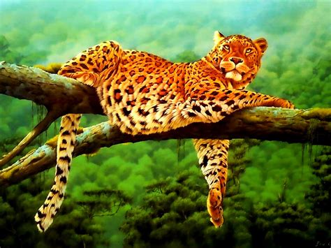 Beautiful Leopard Wallpapers Top Free Beautiful Leopard Backgrounds