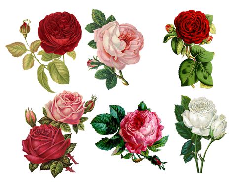 Rosas Collage Clásico Imagen Gratis En Pixabay Pixabay