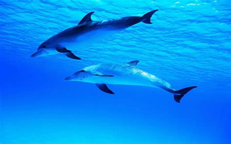 Dolphin Wallpaper Swim Wallpapersafari