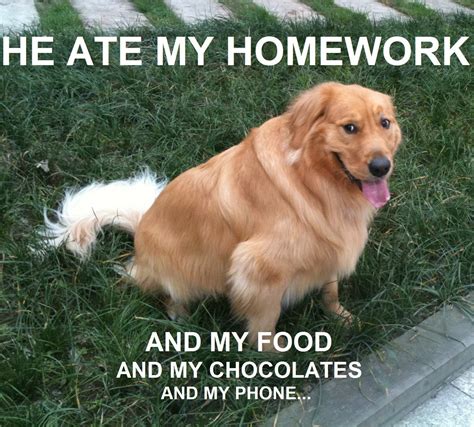 Fat Dog Meme Ollie Over Fat Dog Coub The Biggest Video Meme Platform