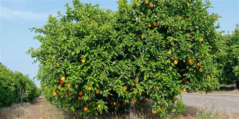 Organic Blood Oranges Pgi Tarocco From Oroverde Italy Crowdfarming