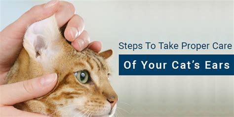 Steps To Take Proper Care Of Your Cats Ears Canadavetexpress