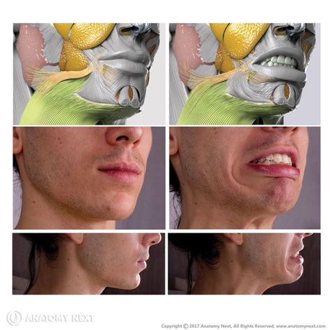 Risorius Muscles Of Facial Expression Human Body Anatomy Human Anatomy